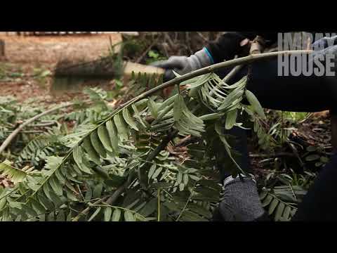 Tipuana tipu trimming in the food forest