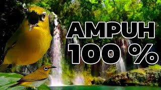 Download lagu Materi masteran pleci mudah di tiru Terapi Malam Pleci AMPUH mp3 Download lagu Materi masteran pleci mudah di tiru Terapi Malam Pleci AMPUH mp3