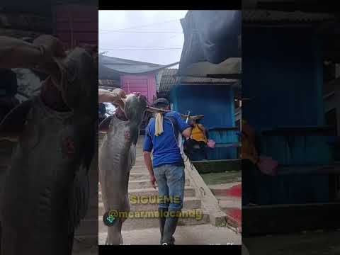 pescado de más de 100 libra en Curillo Caquetá