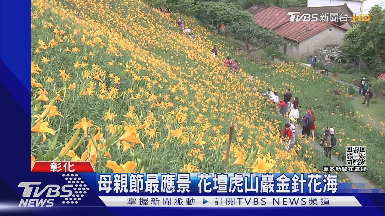 母親節最應景 花壇虎山巖金針花海