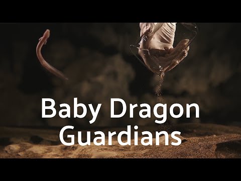 Meet the world-famous Baby dragons from Postojna Cave, Slovenia