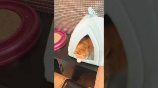 Crooked Tail Cat Cafe in downtown Winston-Salem, NC #catcafe #cats #shorts #adoptme