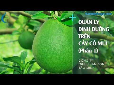 QUẢN LÝ DINH DƯỠNG TRÊN CÂY CÓ MÚI (PHẦN 1) | Bảo Minh FE