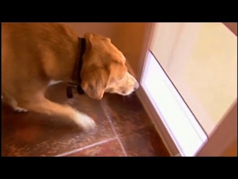 Opening Power Pet Door for Wall Installations Large Video