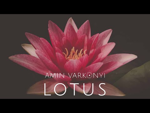 LOTUS / Amín Varkonyi