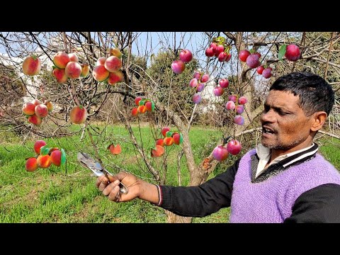 धर्मवीर माली ने बता दिया चुपके से नर्सरी सीक्रेट एक पौधे पर आडू और आलूबुखारा ऐसे आएंगे