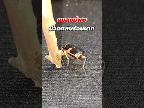 พิษแสบร้อน แมงตดไฟ