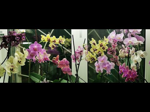 Мой ЦВЕТУЩИЙ ноябрь:ОРХИДЕИ!