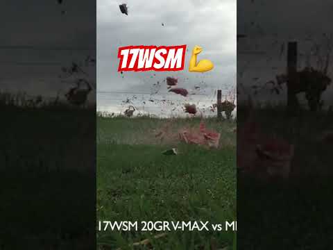 CHEAP vs EXPENSIVE Duck Hunting Shotgun Shells | Black Cloud, Blind Side, Wicked Wing, Super X