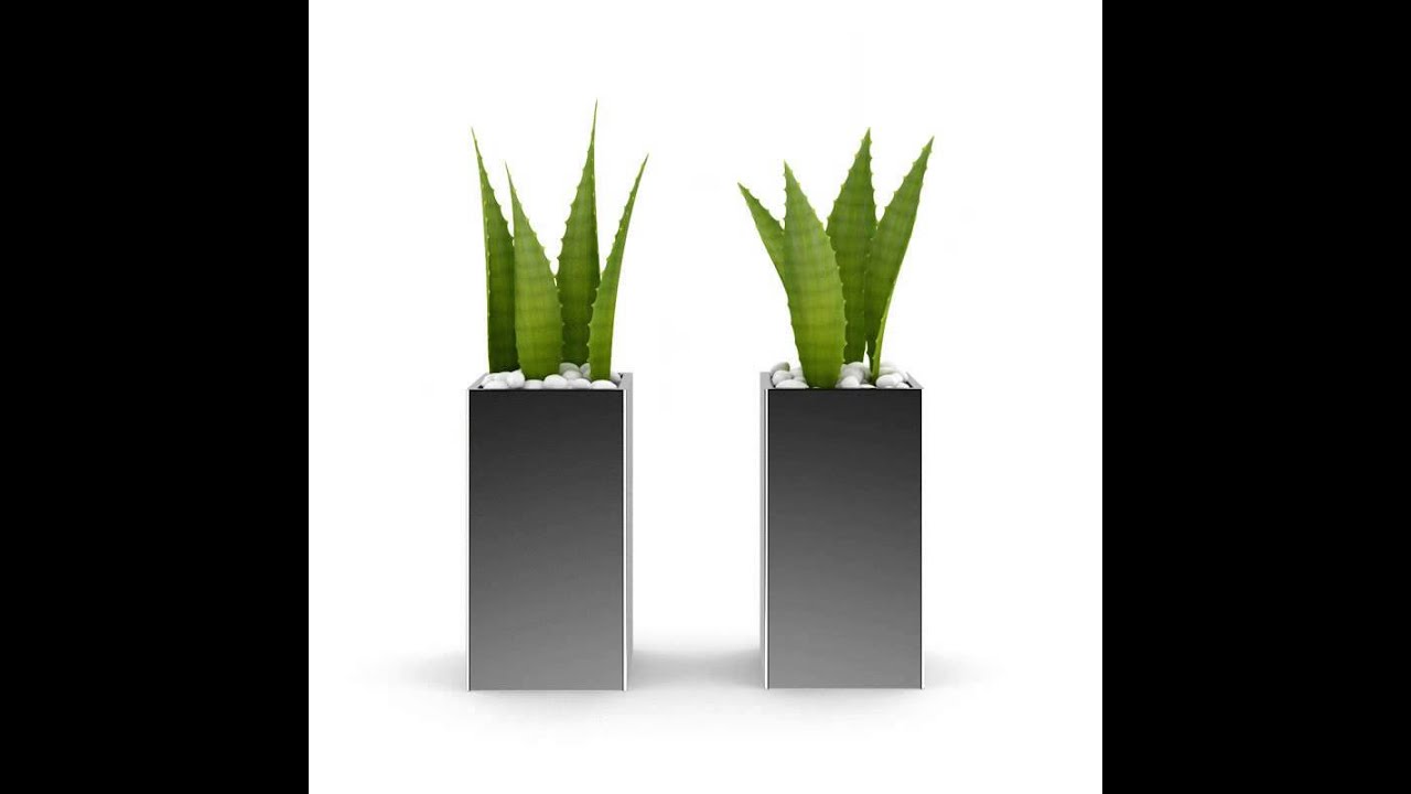 Double Aloe Plant 3D model from CGTrader.com