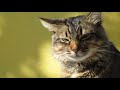 Tabby Cat