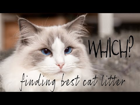 Which cat litter is the best? 𝓌𝒽𝒾𝒸𝒽 𝑜𝓃𝑒 𝒾𝓈 𝒷𝑒𝓈𝓉? | Ragdolls Pixie and Bluebell