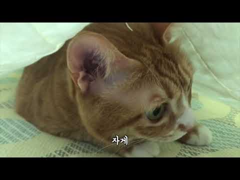 아이콘