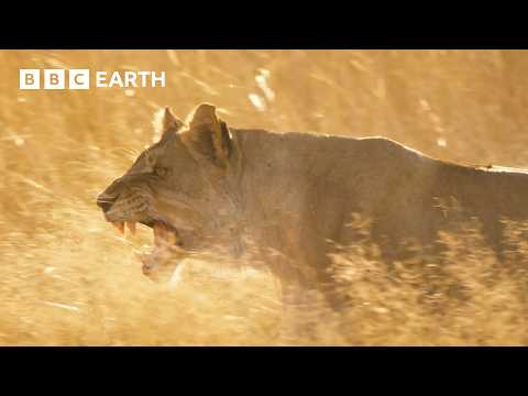 The Lions Pride 247