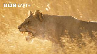 Lion Pride Fights to Stay Alive | Big Cats 24/7 | BBC Earth