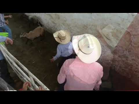 suerte del coleo entrenamiento infantil con borregas