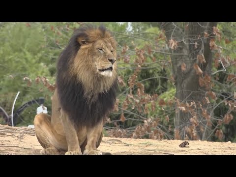 Luke the Lion Dies at National Zoo