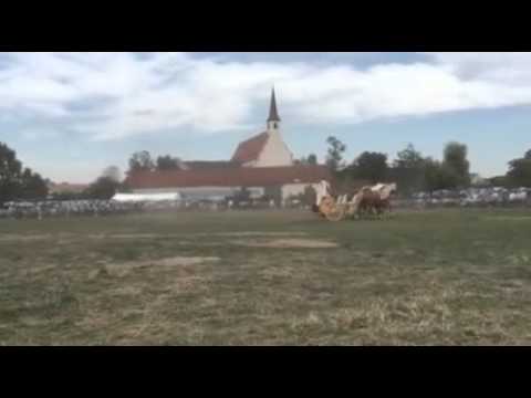 Haflinger Quadriga beim Fest der Pferde in Seligenporten/Bayern 2015
