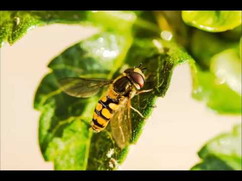 ABE / Stone - LANDER feat. Matt Hylom (Extended Mix)