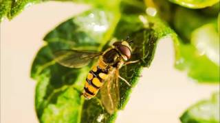 ABE / Stone - LANDER feat. Matt Hylom (Extended Mix)