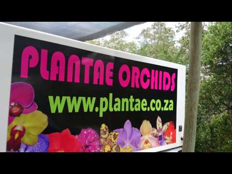 download lagu mp3 mp4 Orchids For Sale South Africa, download lagu Orchids For Sale South Africa gratis, unduh video klip Orchids For Sale South Africa