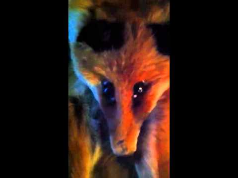 download lagu mp3 mp4 Foxporn, download lagu Foxporn gratis, unduh video klip Download Foxporn Mp3 dan Mp4 Popular Gratis