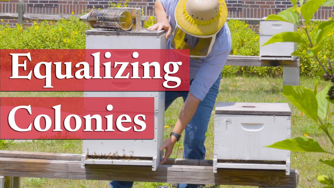 Equalizing Colonies | Beekeeping Academy | Ep. 48