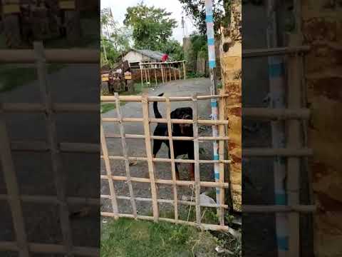 rottweiler attack #shorts #rottweiler #aggressive