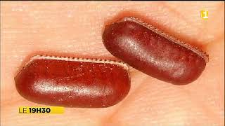 Cafards : tout savoir sur ces drôles de bêtes