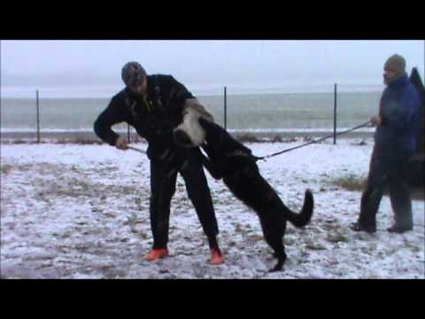 Jessy z Jukasu - protection training - 1 year