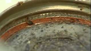 Una plaga de chinches invade la ciudad de Nueva York