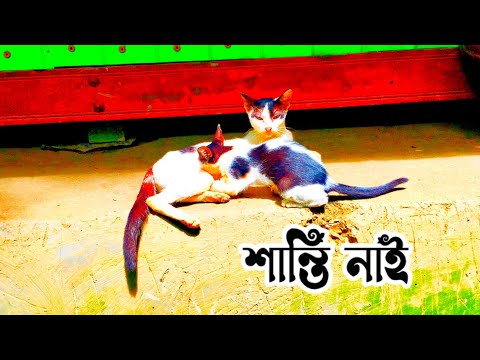 শান্তি নাই 😁🙀 (mdabdulazimofficial)