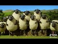 Shaun The Sheep Weightlifting Abc3