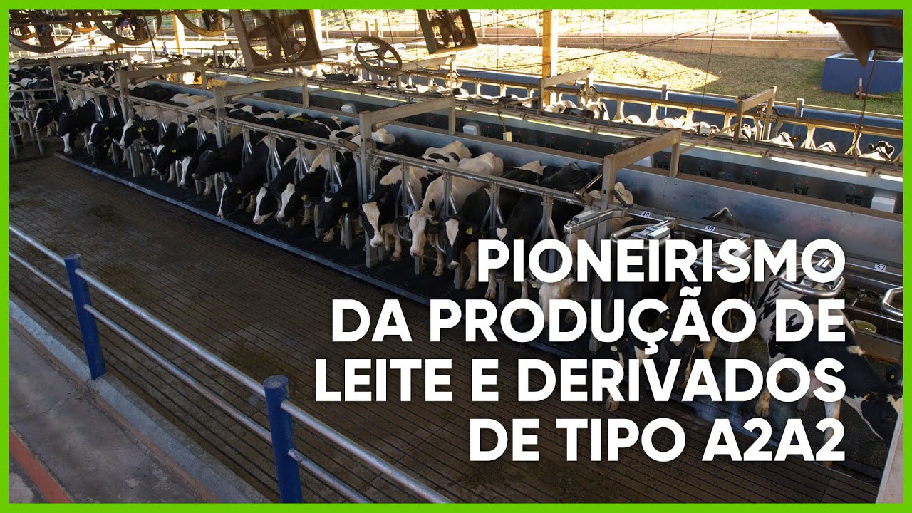 PIONEIRISMO DA PRODUÇÃO DE LEITE TIPO A2A2 - PROGRAMA #18 - AGRO EM FOCO TV DIGITAL - 10/06/21
