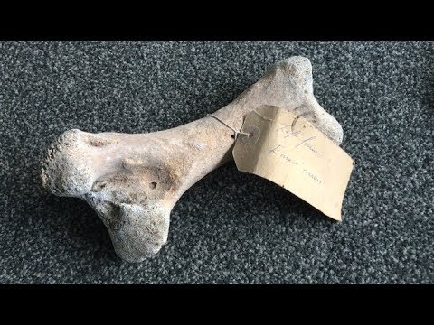 Moa bones rescued from rubbish tip  face uncertain future