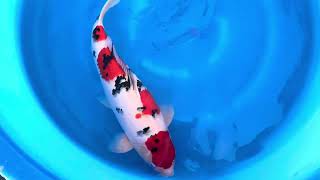 video van Yondan Sanke 2503018