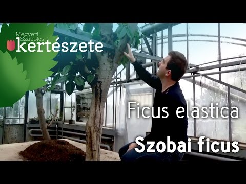 fikusz ízületi kezelés lumbalis lordosis csökkent