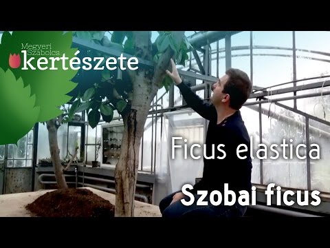 ficus ízületi fájdalom esetén)