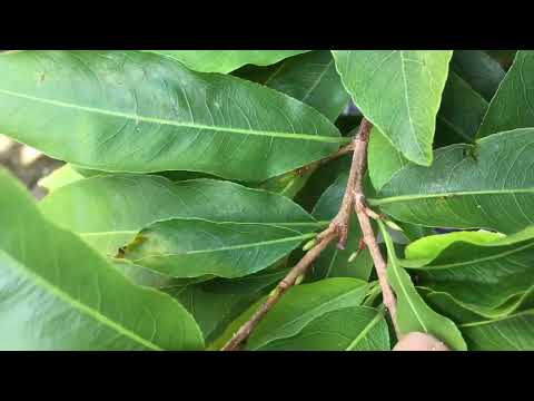 Cách tạo nụ cho cây mai vàng miền Bắc