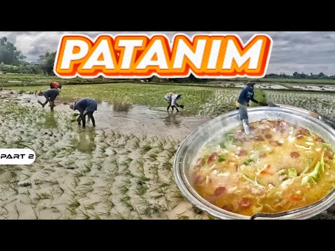 P2 - Patanim ng Palay ni Sr. Harabas - EP1942