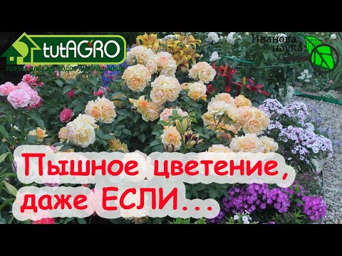 ПЫШНОЕ ЦВЕТЕНИЕ РОЗ и ДРУГИХ ЦВЕТОВ, ДАЖЕ ЕСЛИ... плохо перезимовали и хилые.