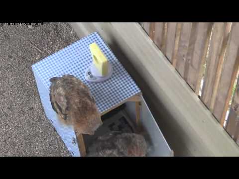 Owlets exploring travel box