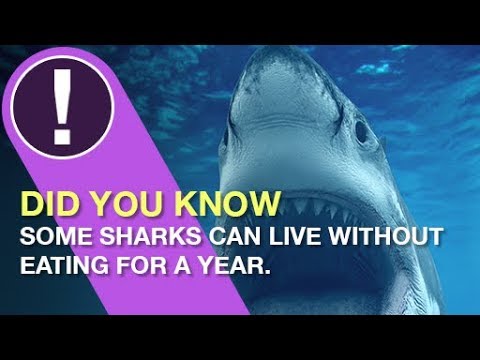 8 Facts about Sharks for SharkFest 2018 - DStv So Get This