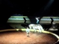 S Caleb Carinci Bareback Riding Act