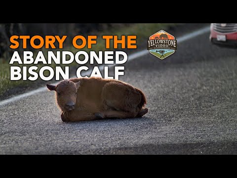 Story of the Abandoned Bison Calf - 2.7M Views, 112K Likes - Yellowstone National Park
