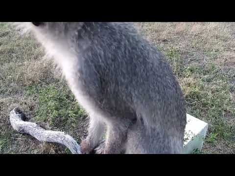 Djuma: Vervet Monkey at cam tree - 06:29 - 10/07/2022