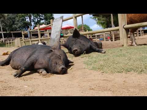 Veseli Savinjčani so pridni tako v glasbi, kot tudi pri delu