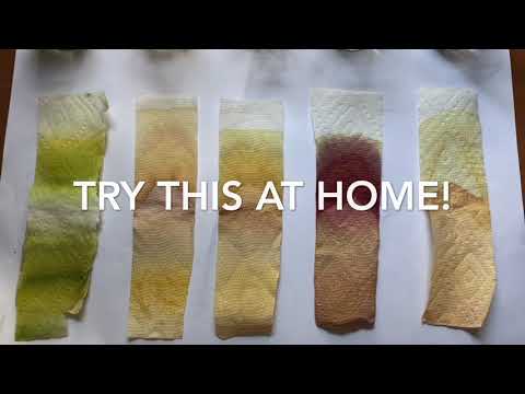 Part 2: The Hidden Colors in Leaves - A Science Experiment