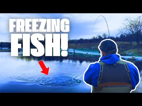 These FISH were FREEZING in Scottish Water! #FlyFishing