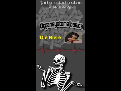 Die Niere - Anatomie, Lage, Histologie